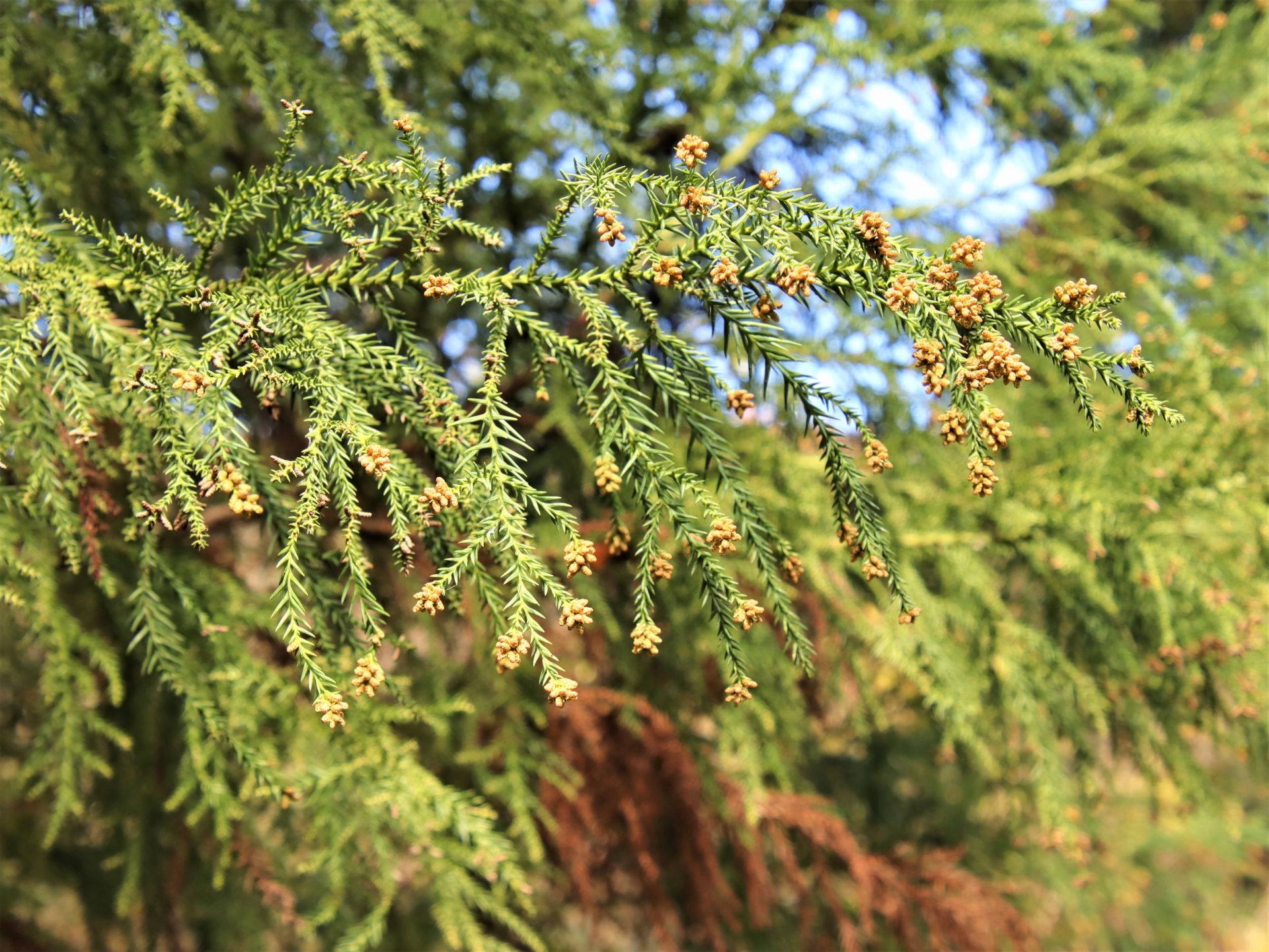 スギ花粉症対策