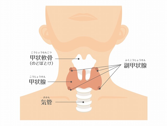 甲状腺とは